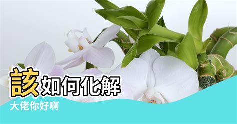 枯樹風水|【枯樹與風水】大佬你好啊 